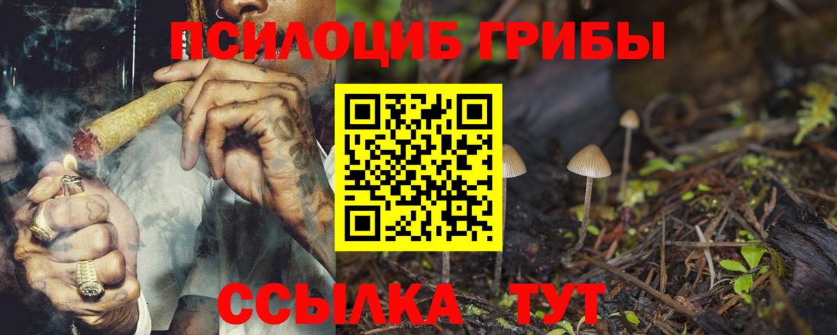 Галлюциногенные грибы Psilocybe Лениногорск
